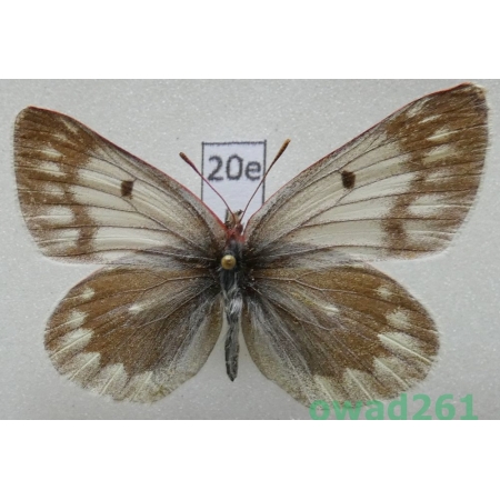 Colias nebulosa sungpani O. Bang-Haas, 1927 China20e